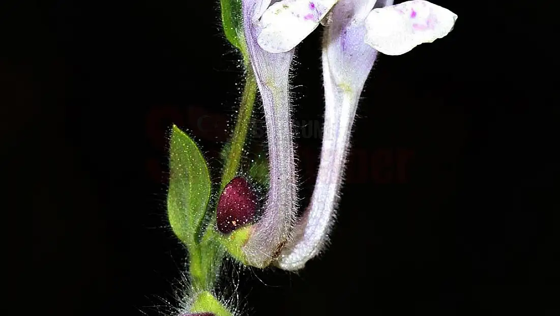 Muğla'da yeni bir kaside çiçeği türü keşfedildi