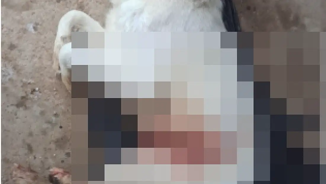 Sahipli Köpeği Vurup Öldürdüler