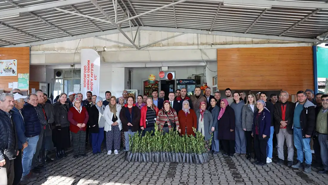 Üreticilere 38 bin defne fidanı dağıtıldı