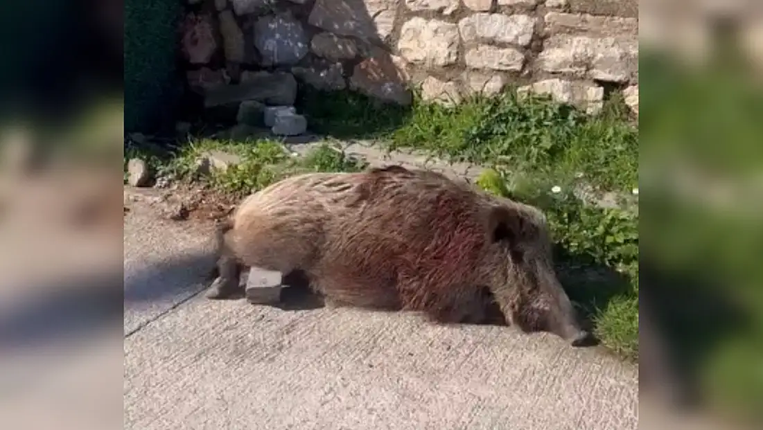 Yaralı yaban domuzu yaşamını yitirdi