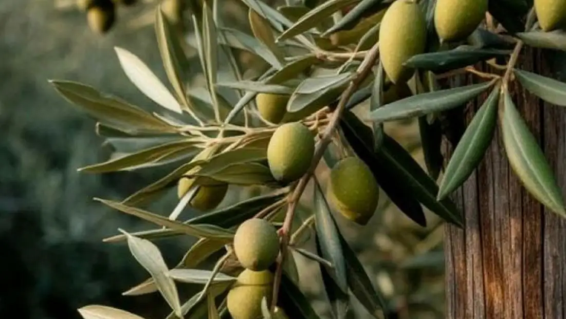 Zeytin alırken nelere dikkat etmeli
