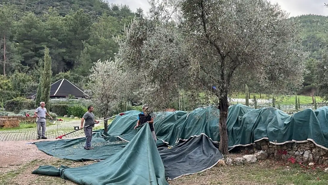 Zeytin hasadı başladı