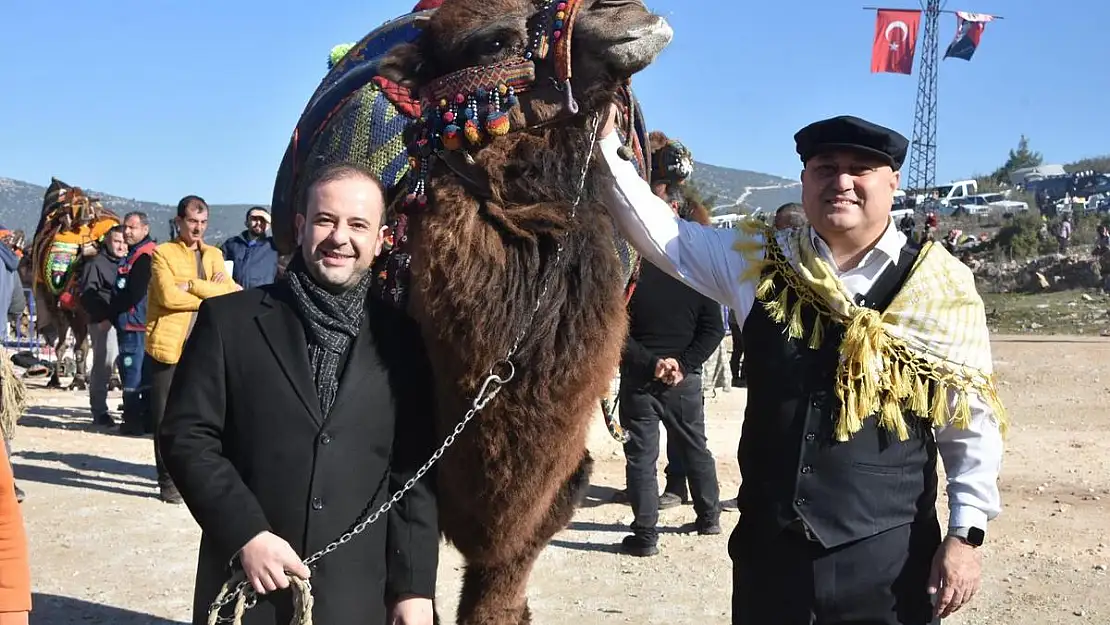 24. Yatağan Geleneksel Deve Güreşi Festivali Büyük İlgi Gördü