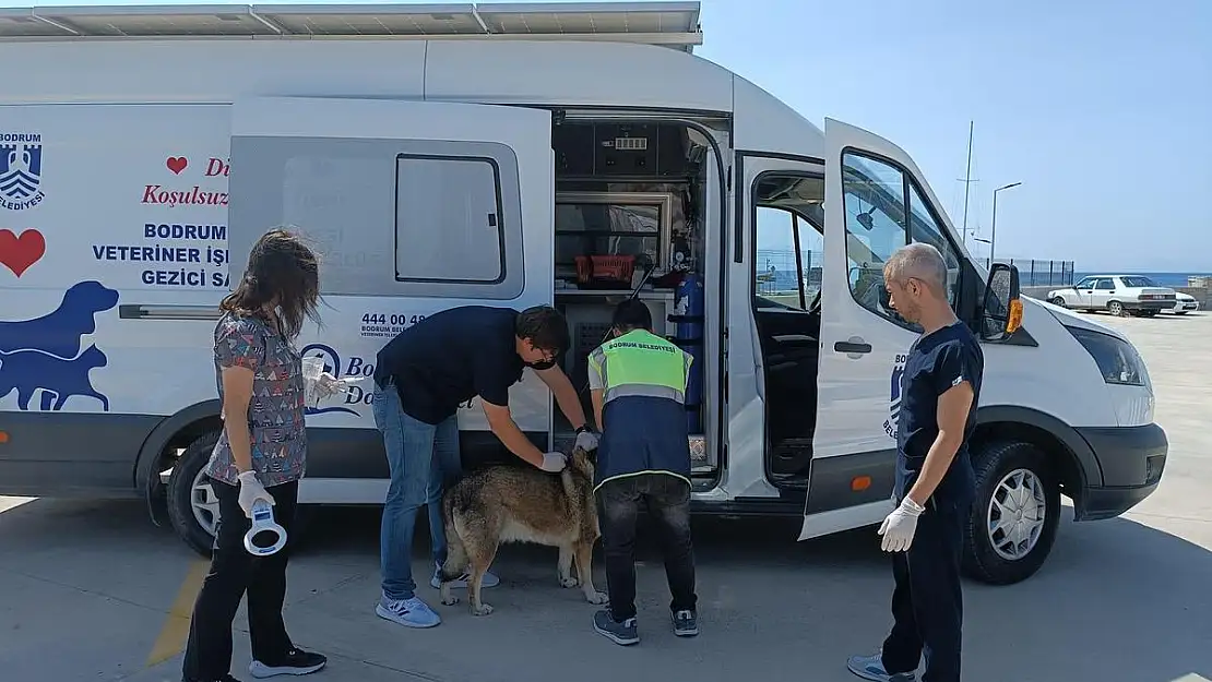 3 Bin 738 Sokak Hayvanına Müdahale