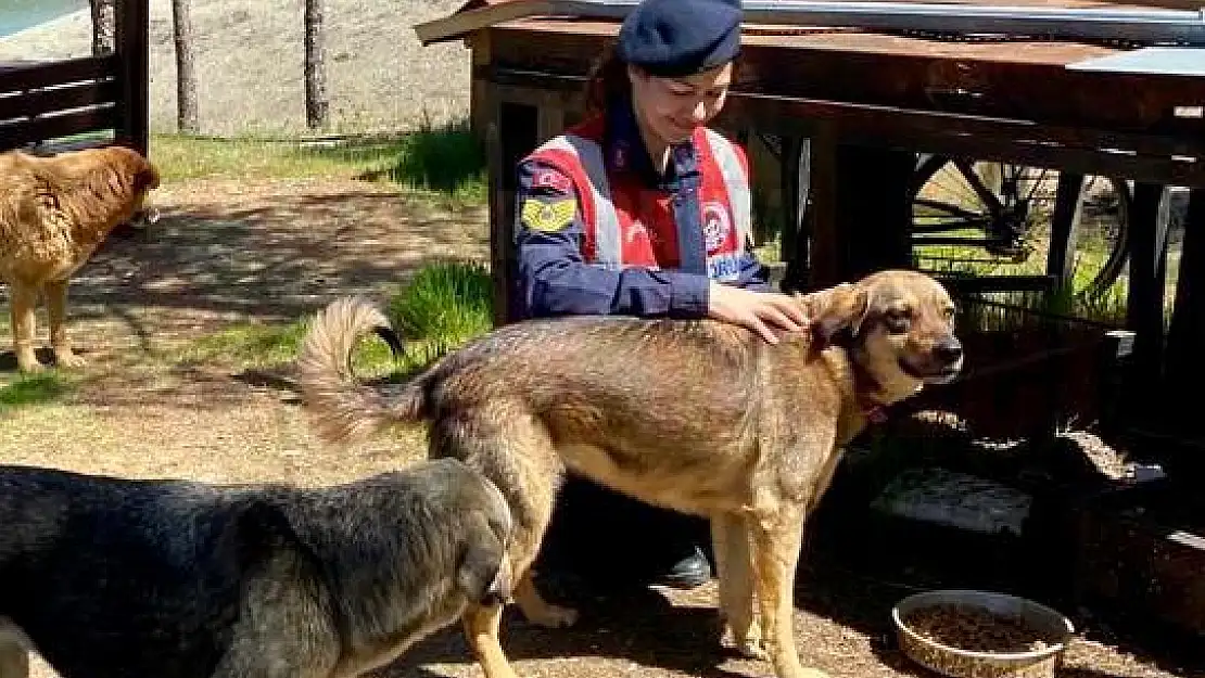 4 NİSAN DÜNYA SOKAK HAYVANLARI GÜNÜ ETKİNLİKLERİ DÜZENLEDİLER