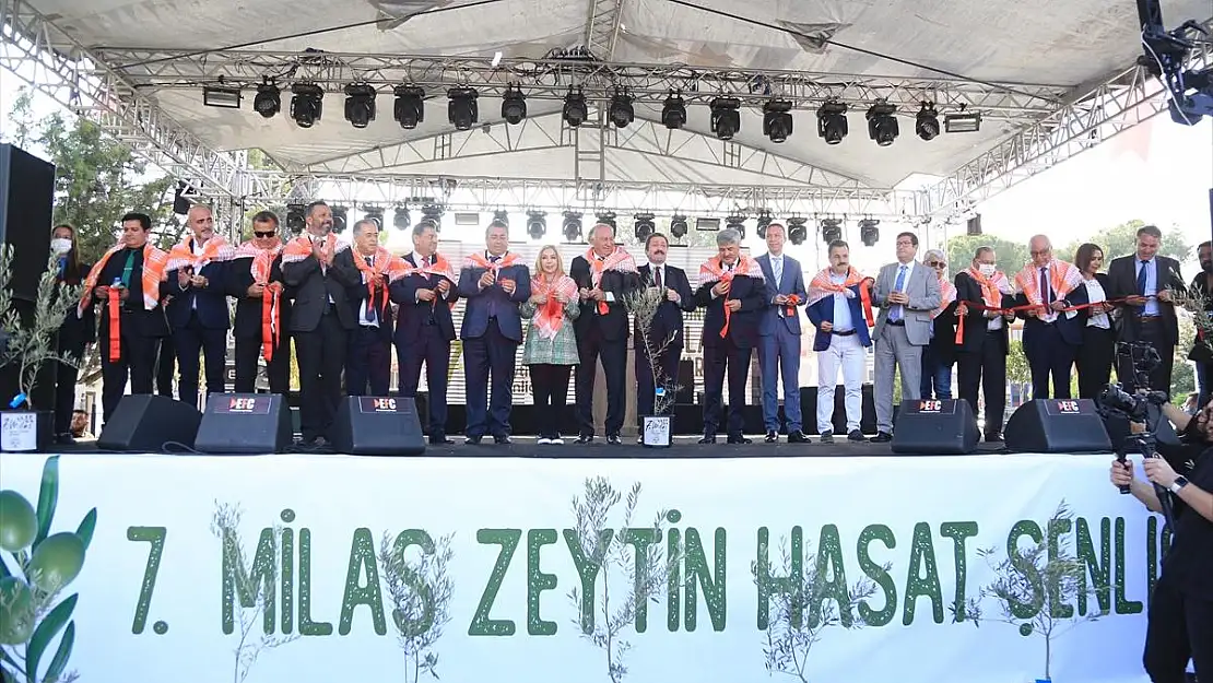 7. Milas Zeytin Hasat Şenliği Başladı