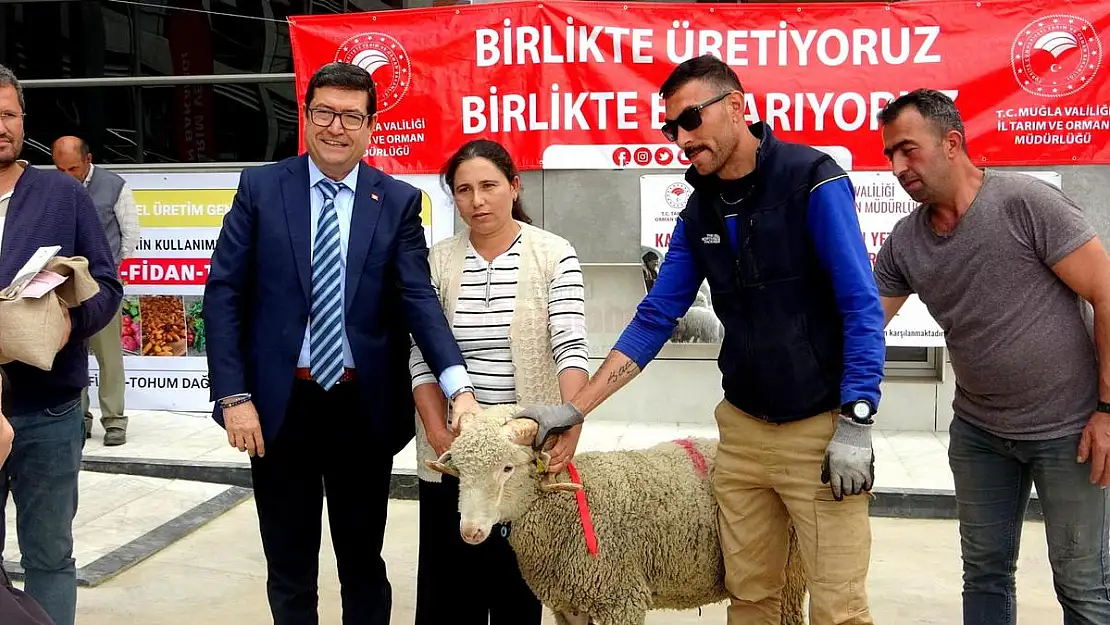 75 Adet Koç ve 625 Kilogram Yerfıstığı Üreticilere Dağıtıldı