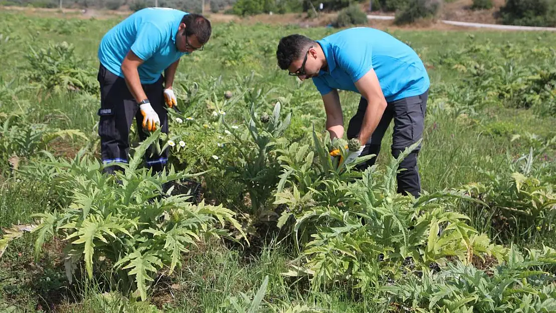 8 Bin 750 Adet Enginarın Hasadını Yapılıyor