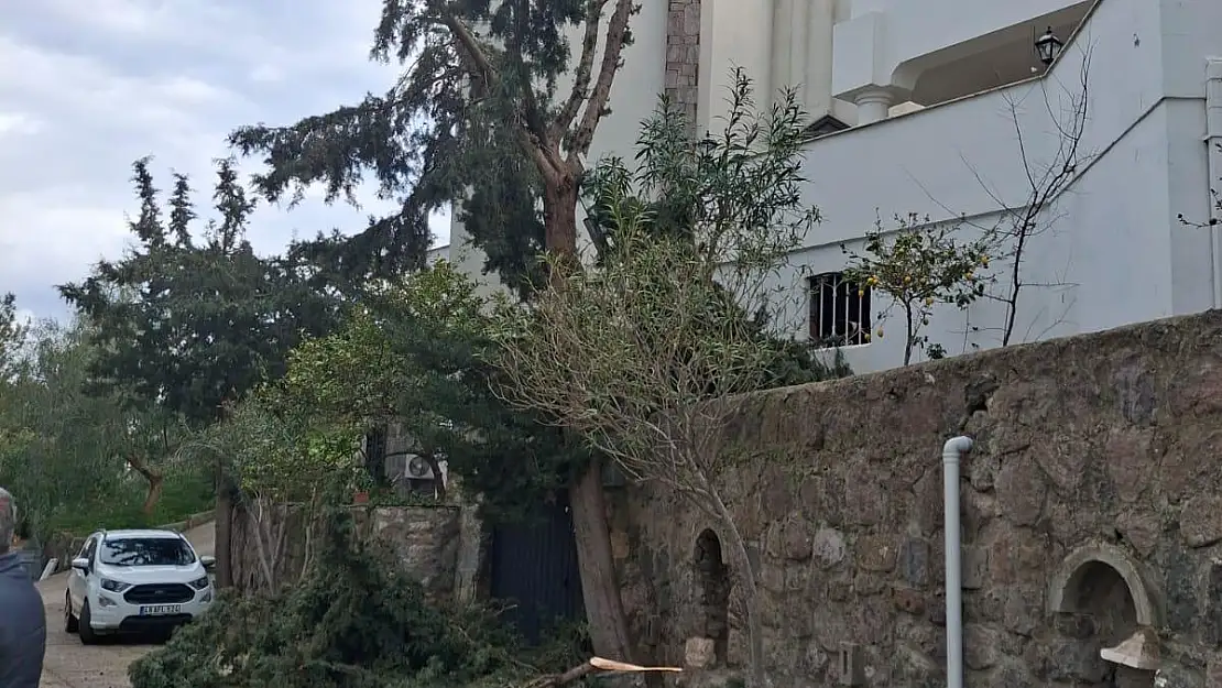 Ağaç Budarken Düşen Vatandaş Hayatını Kaybetti