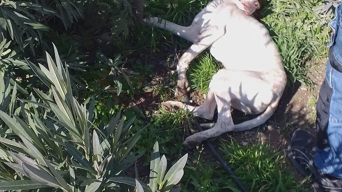 Arabanın Çarptığı Köpeğe Vatandaşlar Yardıma Koştu