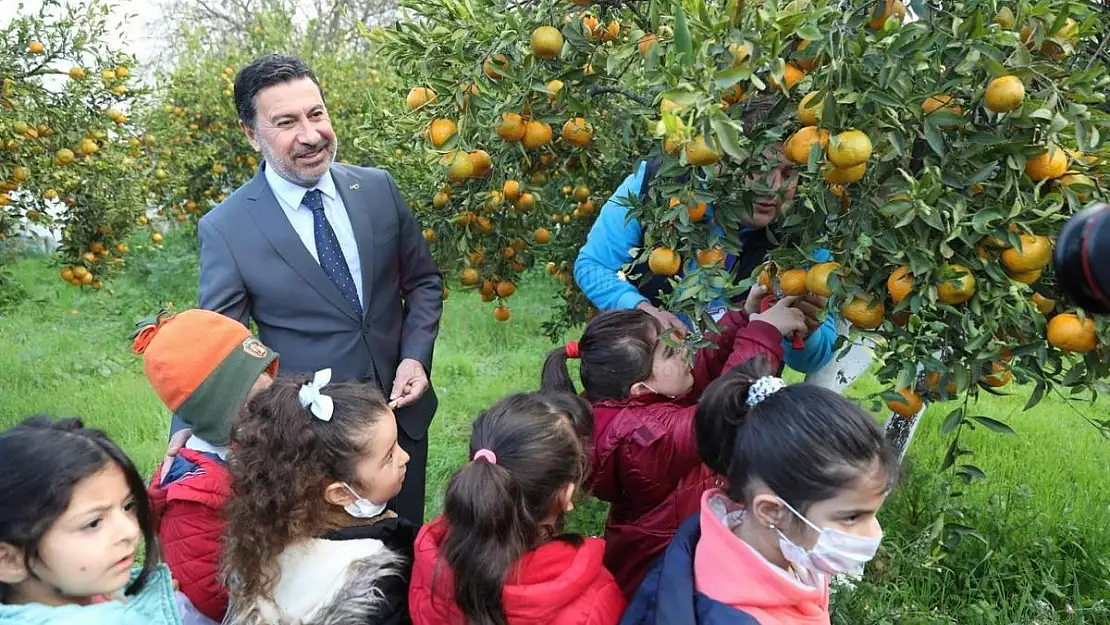 Başkan Aras Öğrencilerle Mandalina Hasadı Yaptı
