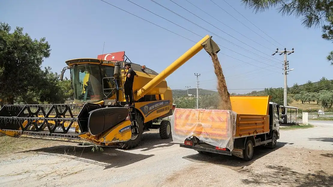Belediyeden Buğday Hasadı