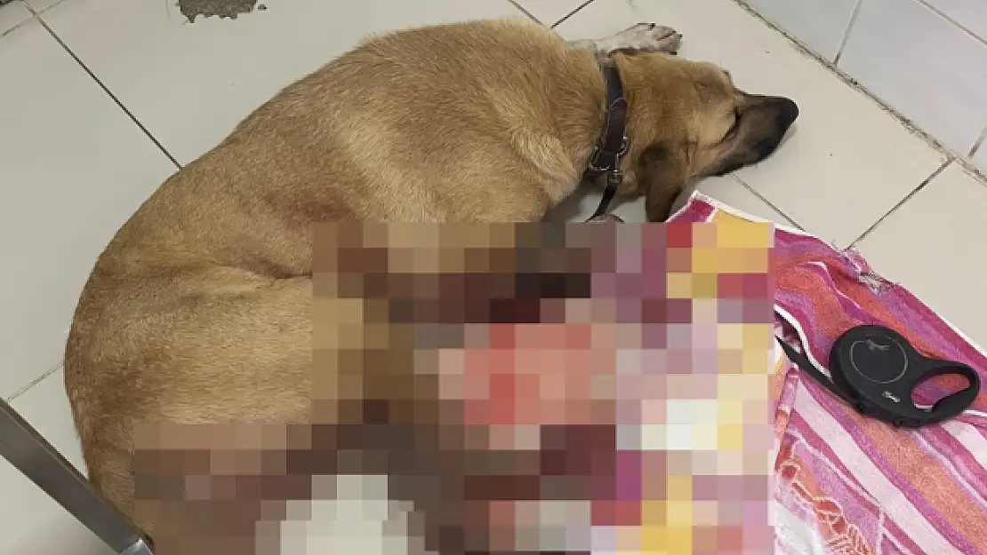Bir Köpek Daha Silahla Vurularak Yaralandı