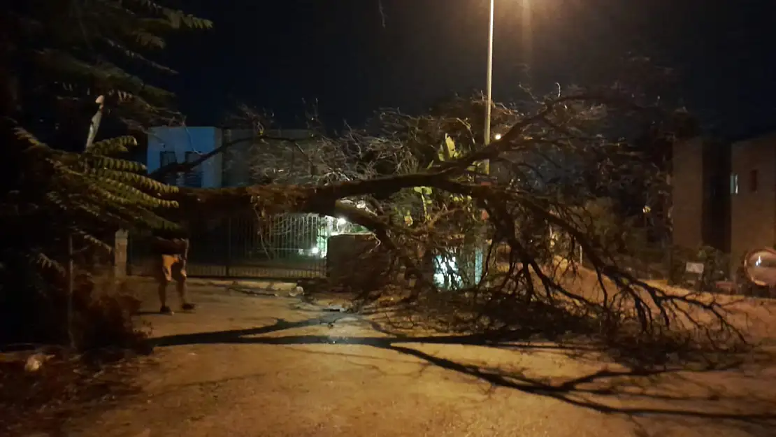 Bitez'de devrilen ağaç yolu kısmen kapattı