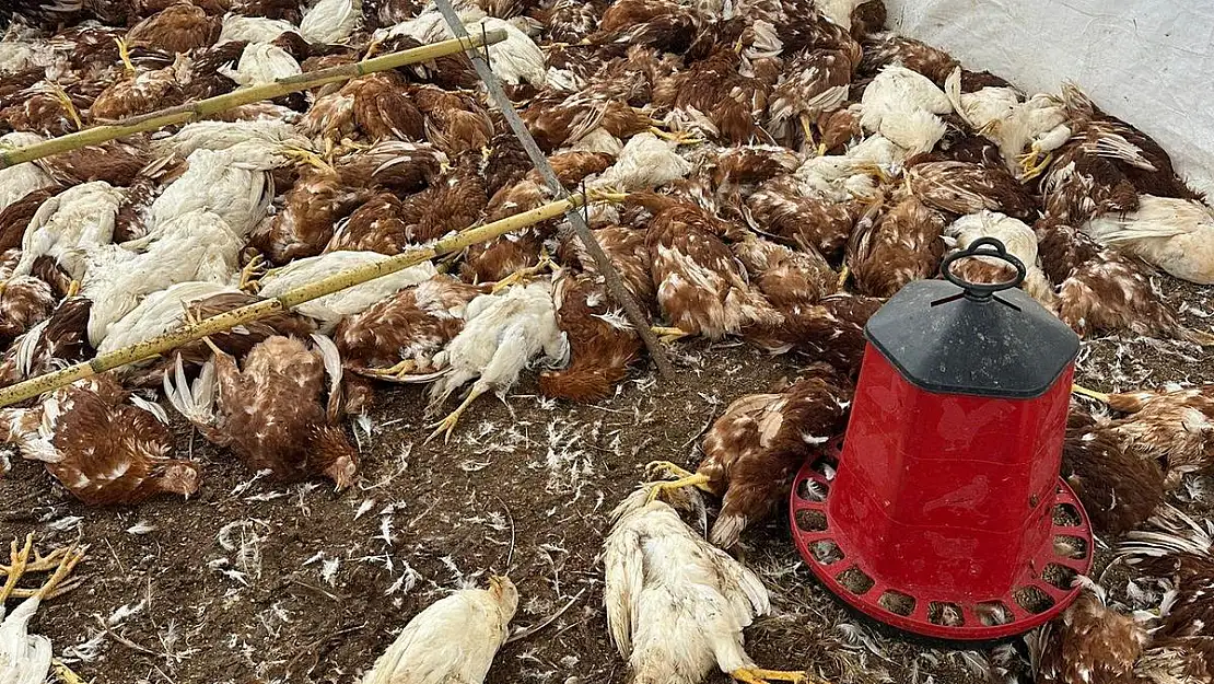 Bitez'de Sokak Köpeklerinin Saldırısı: Tavuklar Telef Oldu