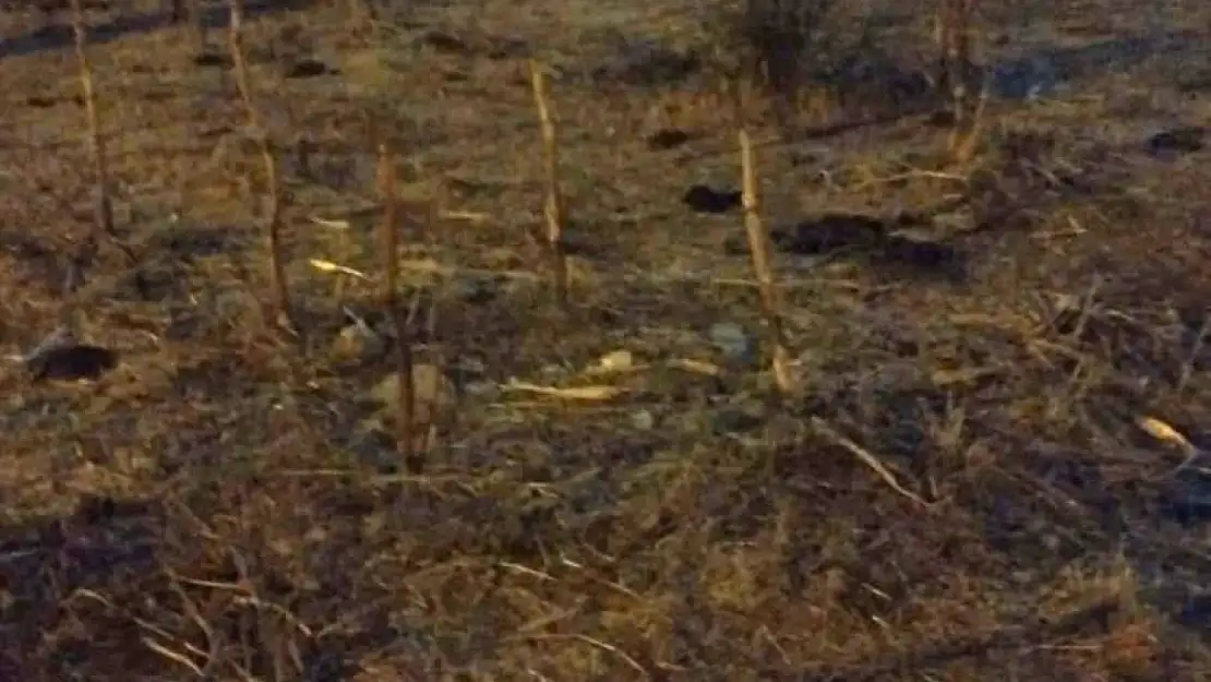 Bodrum belediyesi'nden duyarlı müdahale
