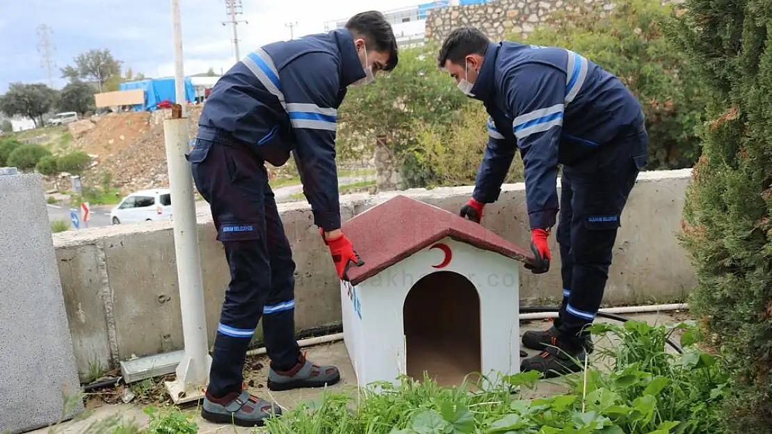 BODRUM BELEDİYESİ VE STK'LERDEN SOKAK HAYVANLARI İÇİN ORTAK PROJE