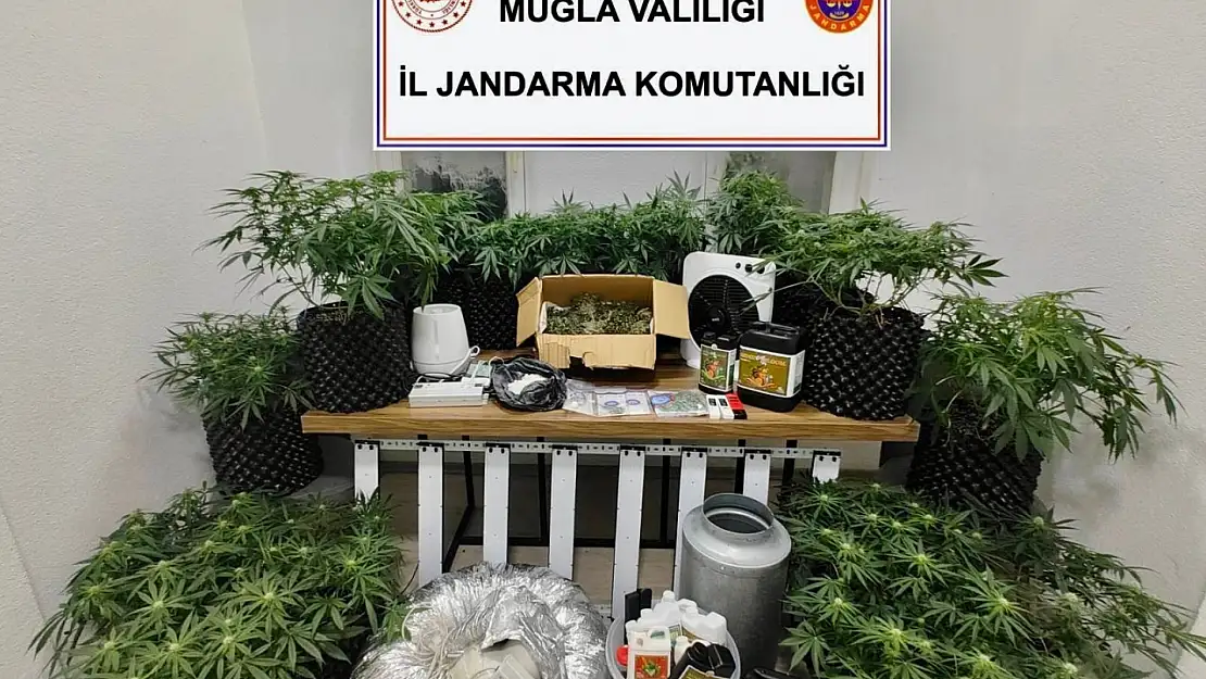 Bodrum'da uyuşturucu serasına jandarma baskını