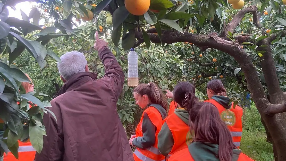 Bodrum Mandalina Haftası Etkinliklerle Gerçekleşiyor