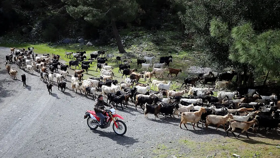 Bodrum teknolojik çobanı sürüsünü drone ile takip ediyor