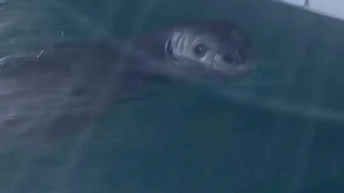 Bodrum'un maskotu gibi oldu Akdeniz foku limanda ortaya çıktı