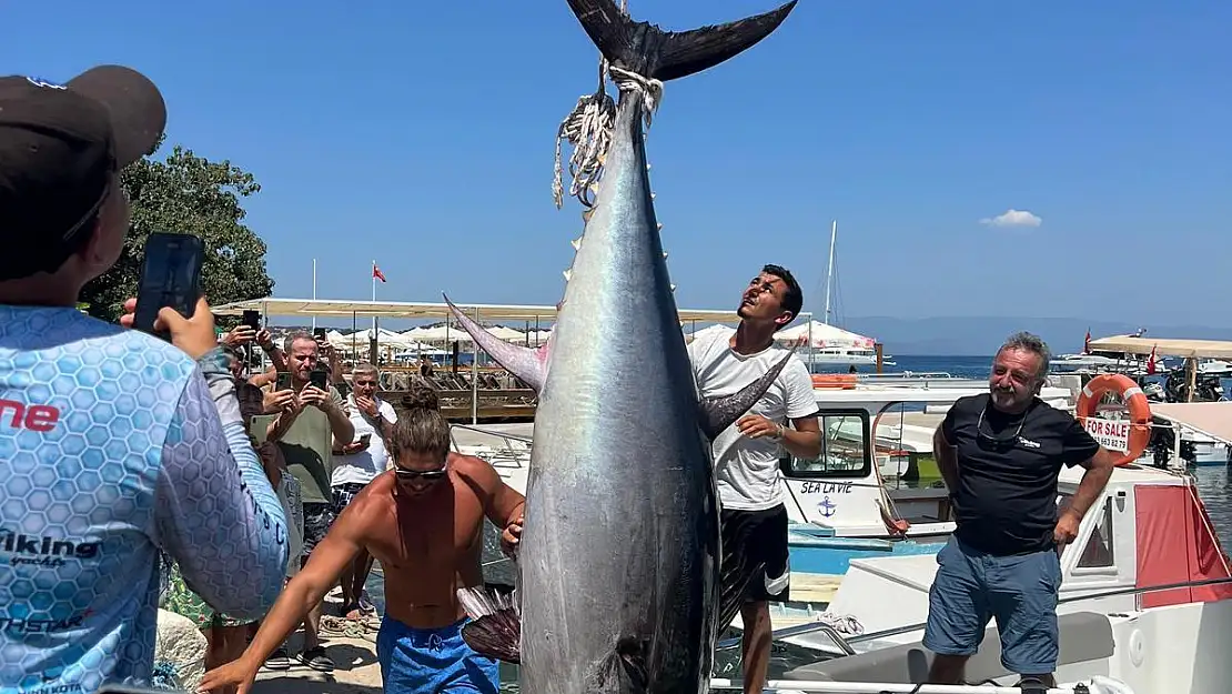 Bodrum'da 370 Kiloluk Orkinos Yakalandı