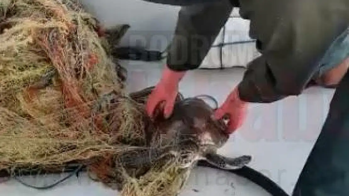 Bodrum'da Ağa Takılan Deniz Kaplumbağası Kurtarılıp Denize Bırakıldı