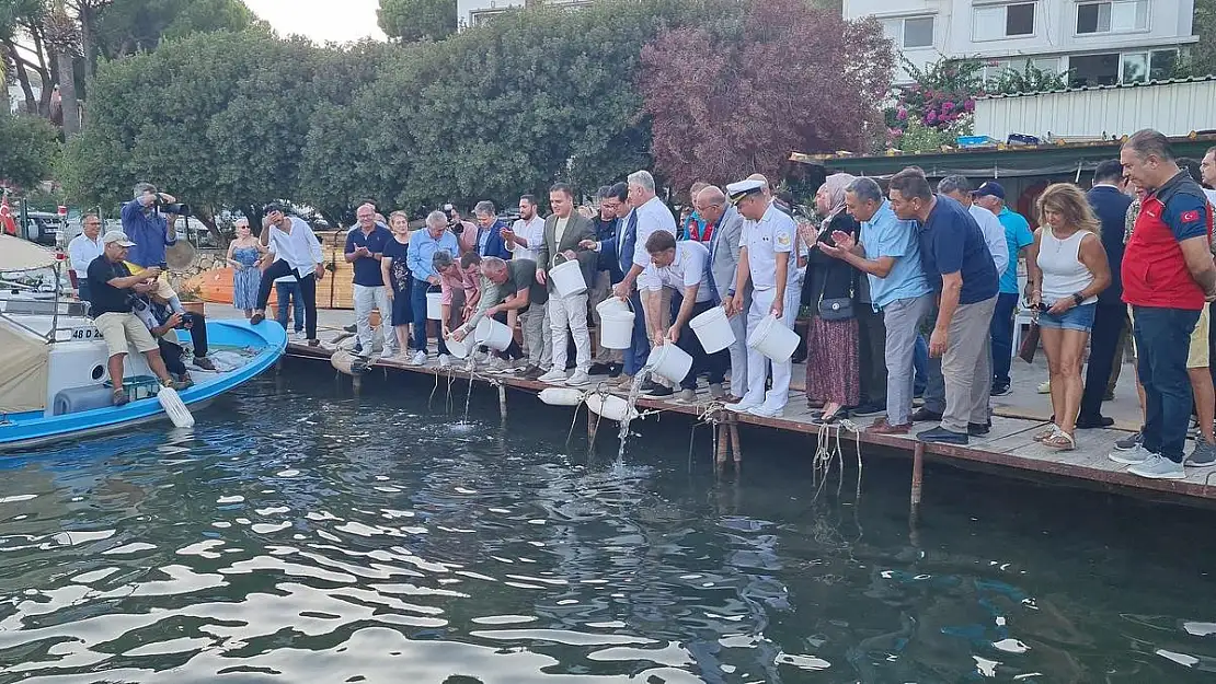 Bodrum'da Av Sezonu Açıldı: 40 Bin Yavru Levrek Denize Bırakıldı