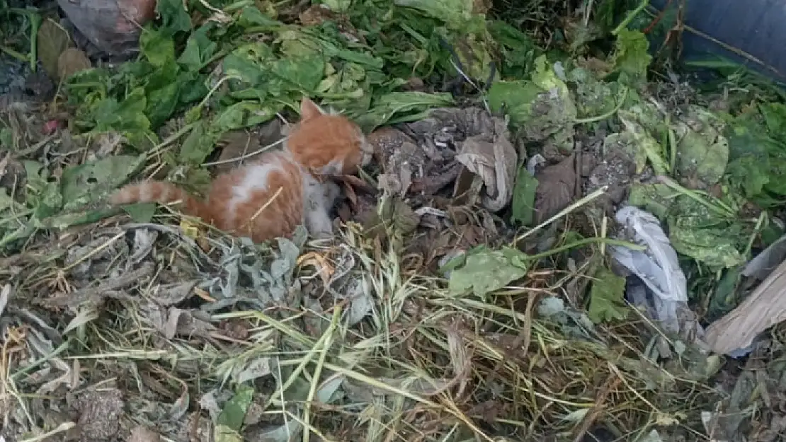Bodrum'da bir cani yavru kediyi çöpe attı
