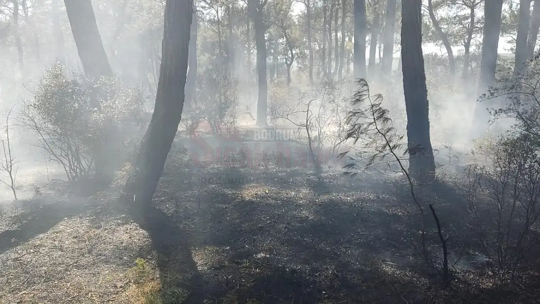 Bodrum'da Çıkan Yangında 4 Dönüm Alan Zarar Gördü