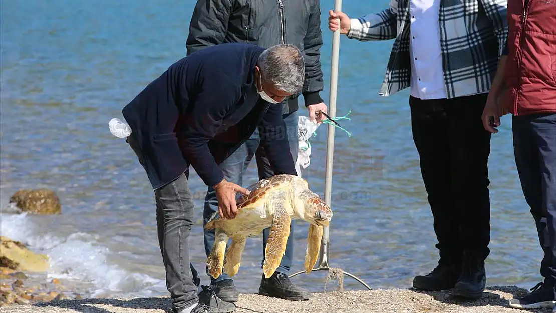 Bodrum'da Denizde Ölü Caretta Caretta Bulundu