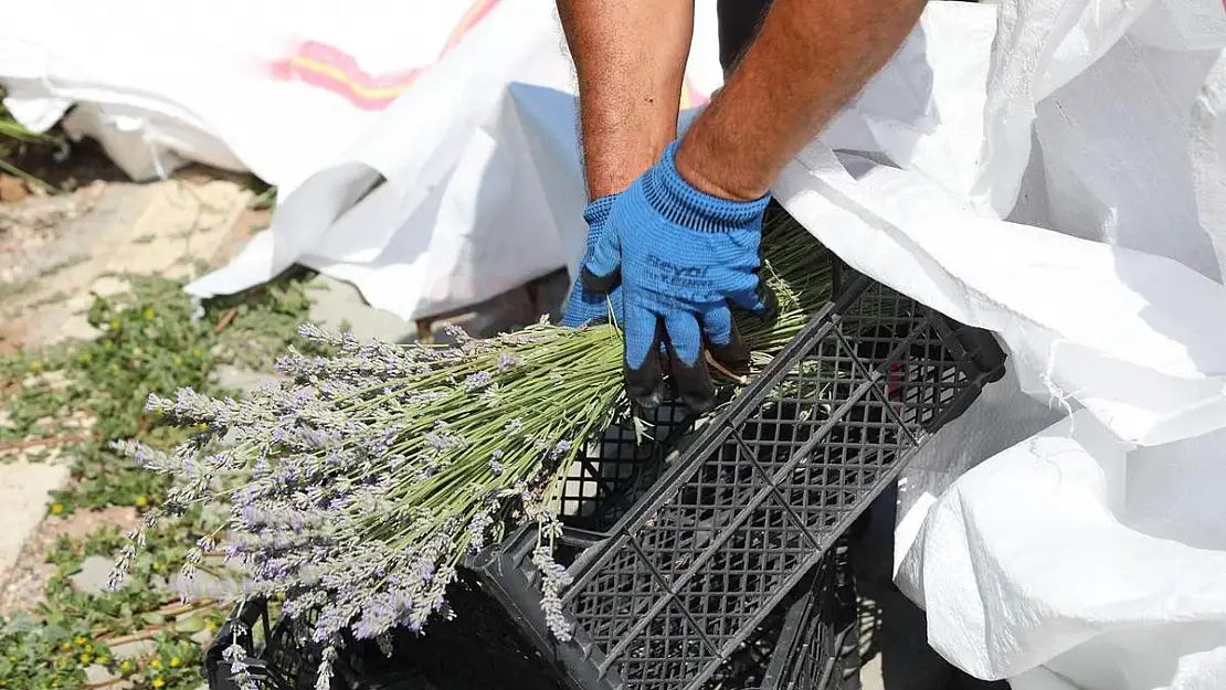 BODRUM'DA LAVANTA HASADI BAŞLADI