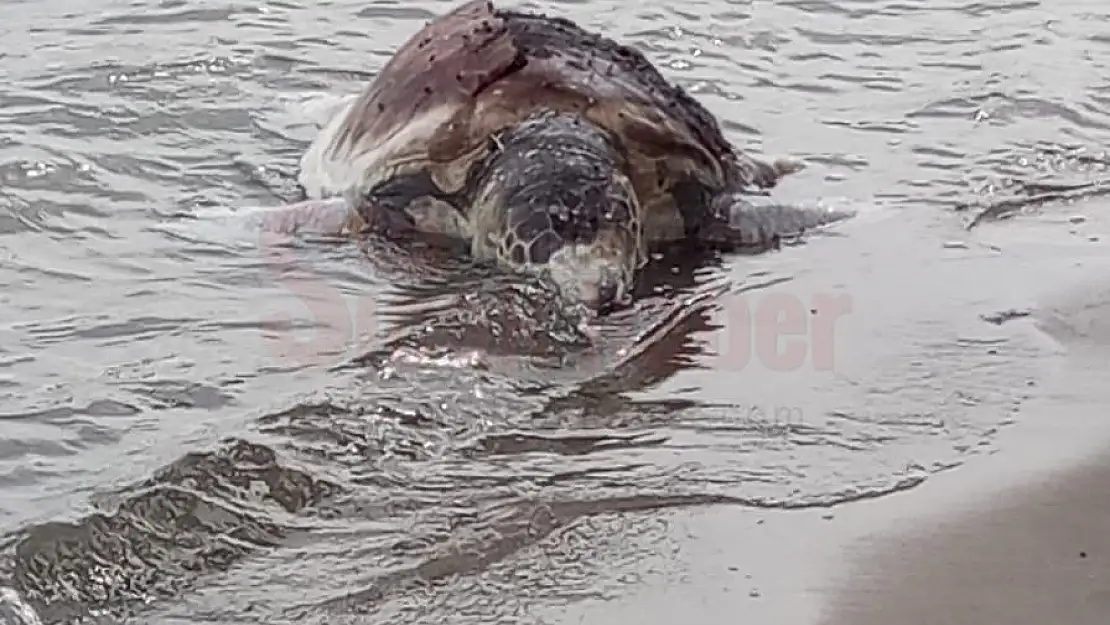 Bodrum'da Ölü Caretta Caretta Bulundu