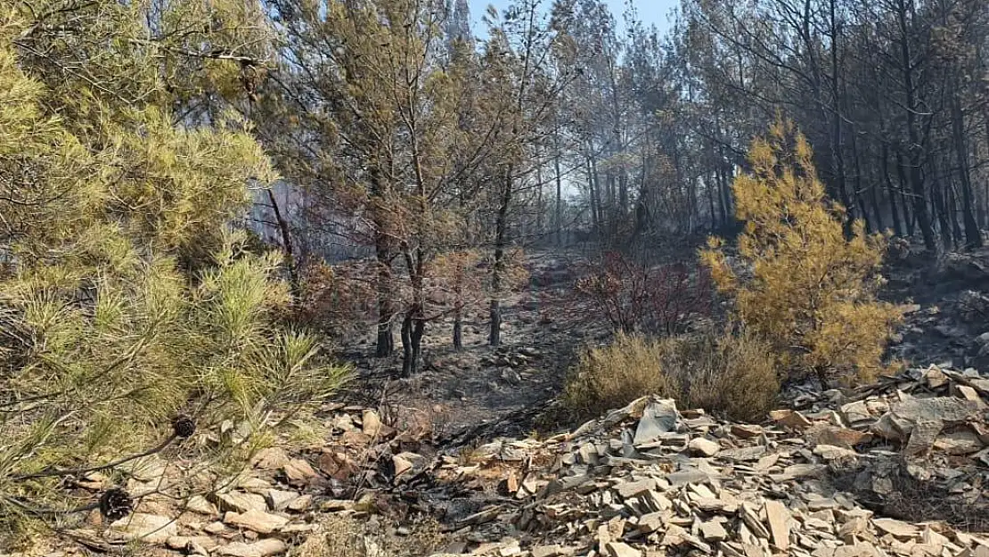 Bodrum'da ormanlık alanda çıkan yangına müdahale ediliyor