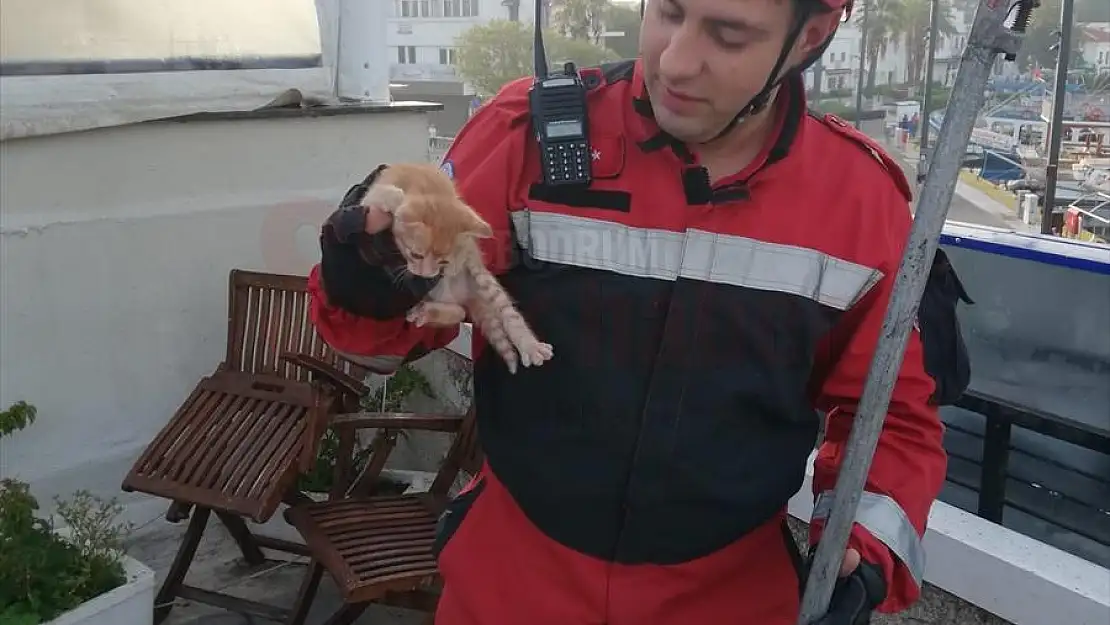 Bodrum'da tabela ve duvar arasına sıkışan kedi yavrusu kurtarıldı
