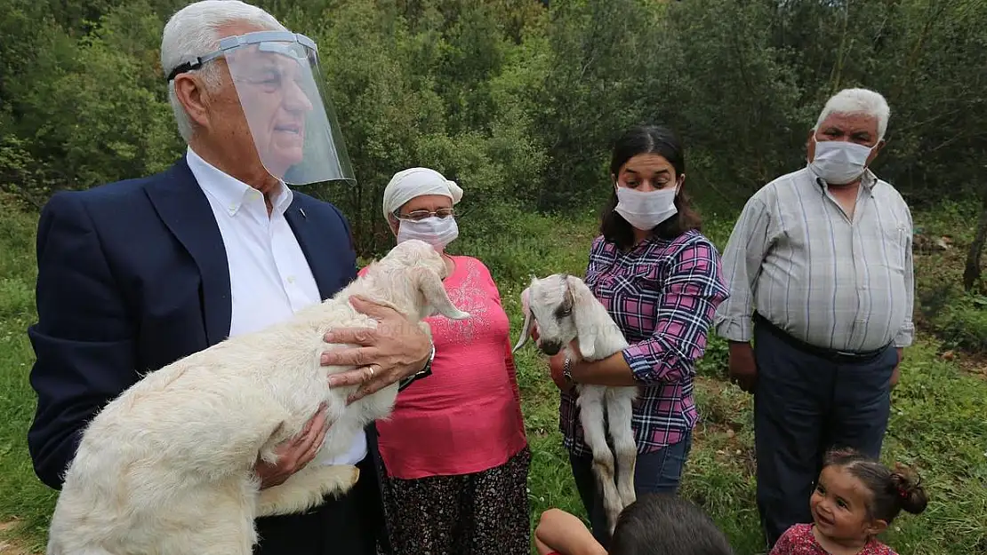Büyükşehir 5 İlçede Daha Kadın Üreticilere Kıl Keçisi Desteği Sağlıyor