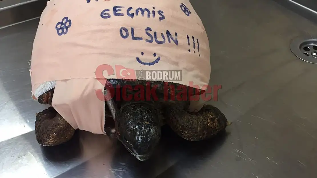 Büyükşehir Ekipleri Kaplumbağayı Hayatta Bağladı