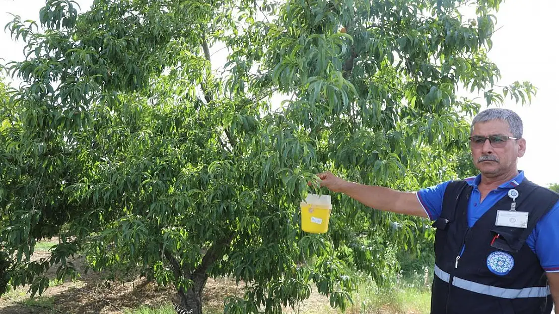 Büyükşehir'den Akdeniz Meyve Sineği'ne Tuzak