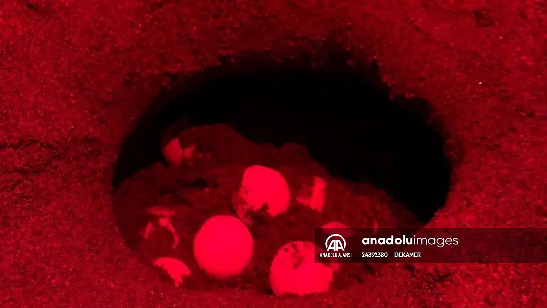 Caretta Carettalar Sahillere Yumurta Bırakmaya Başladı