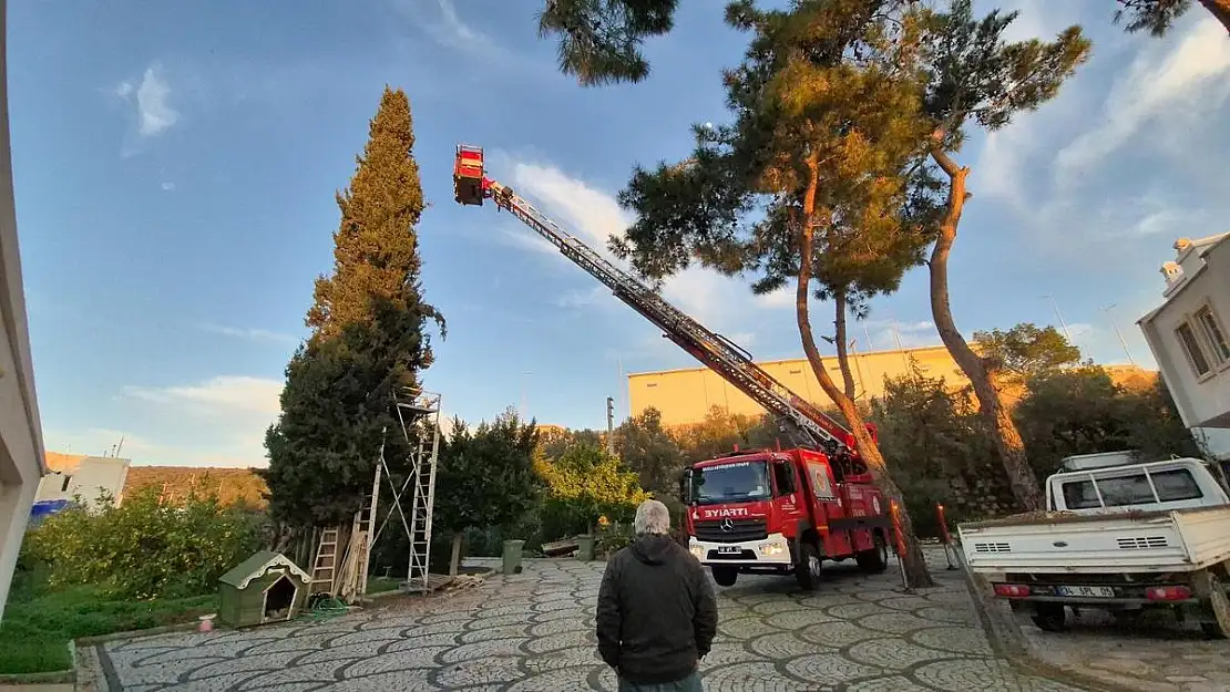 Çıktığı Ağaçta 2 Gün Mahsur Kalan Kedi Kurtarıldı