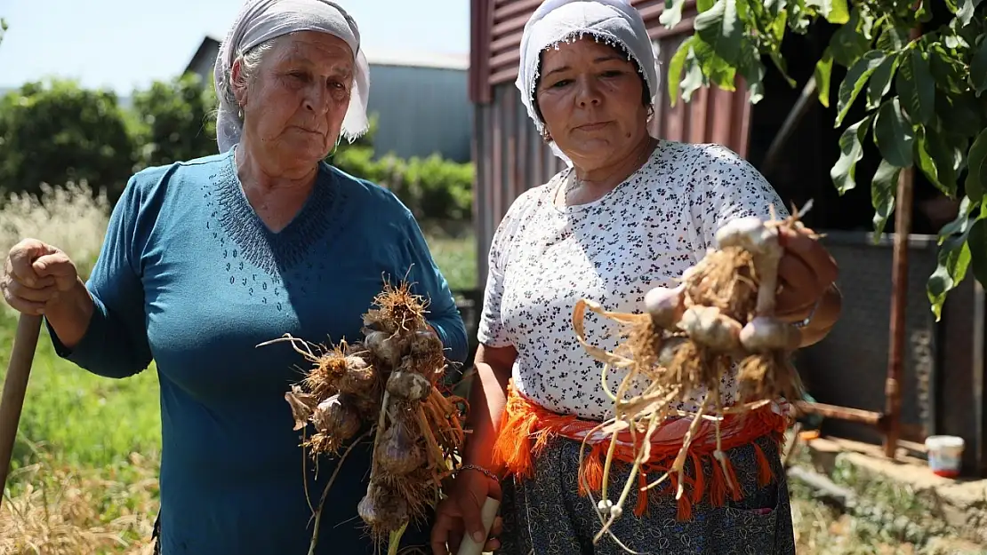 Coğrafi işaretli Ula sarımsağı ilgi odağı oldu
