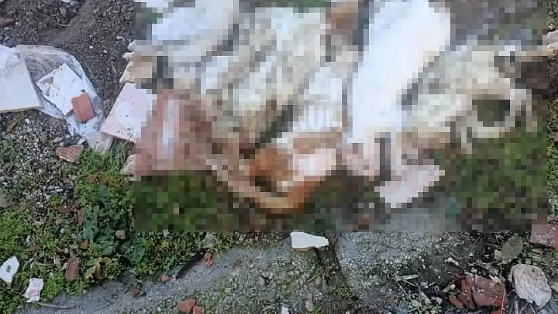 Çöpte Kedi Ölüleri Bulundu