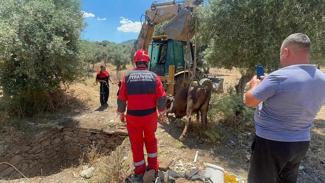 Çukura Düşen İnek İtfaiye Ekiplerince Kurtarıldı