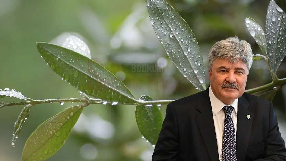 Danıştay Zeytinlikleri Madenciliğe Açan Yönetmeliğin Yürütmesini Durdurdu
