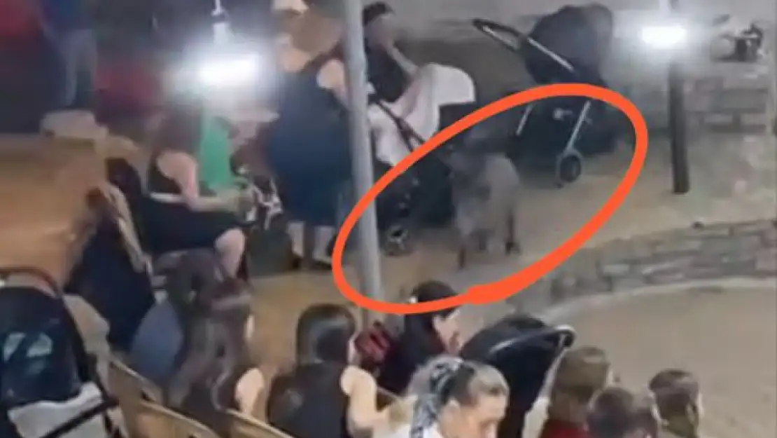 Davetsiz misafirler düğüne renk kattı!