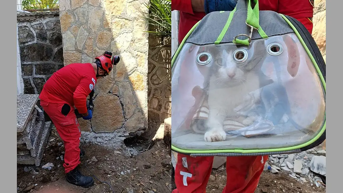 Duvar boşluğunda 11 gün mahsur kalan kedi sağ salim kurtarıldı