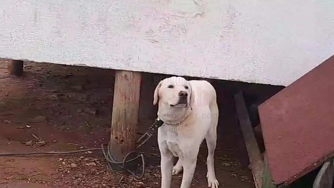 Eğitim Merkezinde Bakımsız Kalınca Sahiplerine Teslim Edildiler