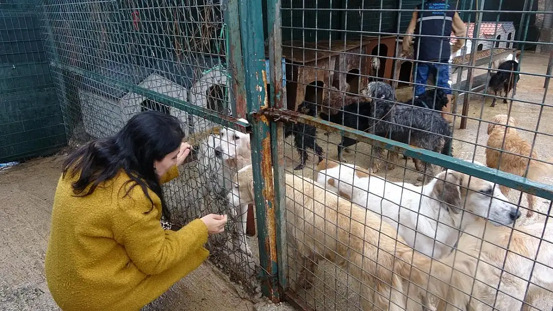 Evden Kurtarılan Hayvanlar Bakımevinde Tedavi Ediliyor