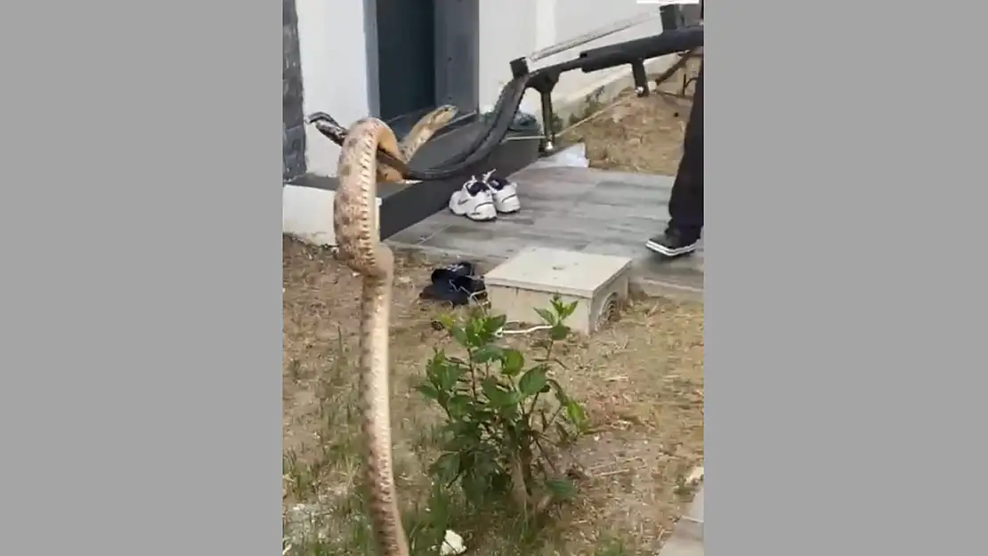 Evin duvarında yılan paniği