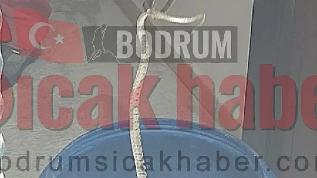 Evin içerisine ve havuzuna giren iki yılan çıkarıldı